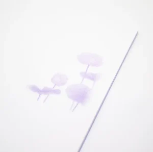 蓮　浅紫　アップ