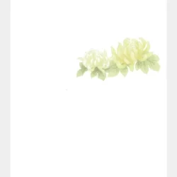 菊花_サムネ-500x500