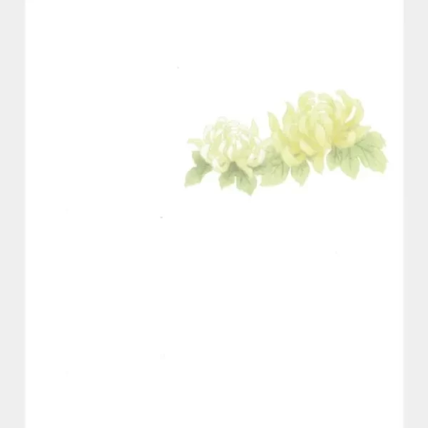 菊花_サムネ-500x500